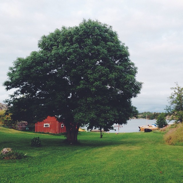 #treeoflife #berghamn 